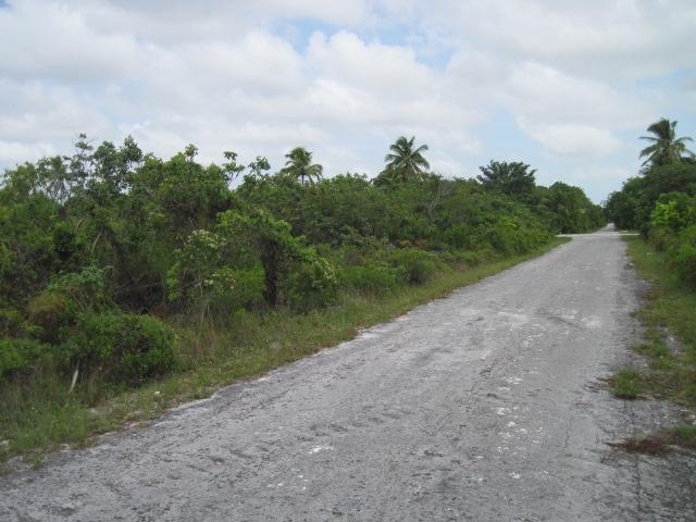 PINEHURST, BAHAMA PALM SH