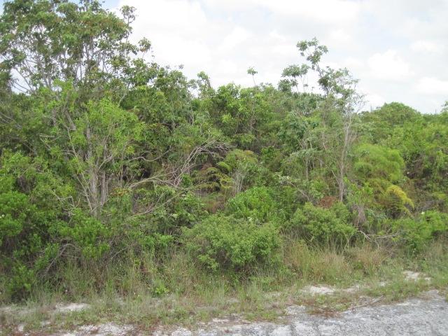 PINEHURST, BAHAMA PALM SH