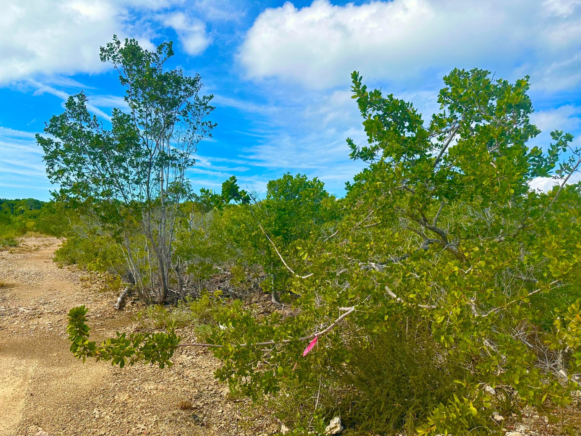 ELEUTH KEMP’S CREEK LOT#1