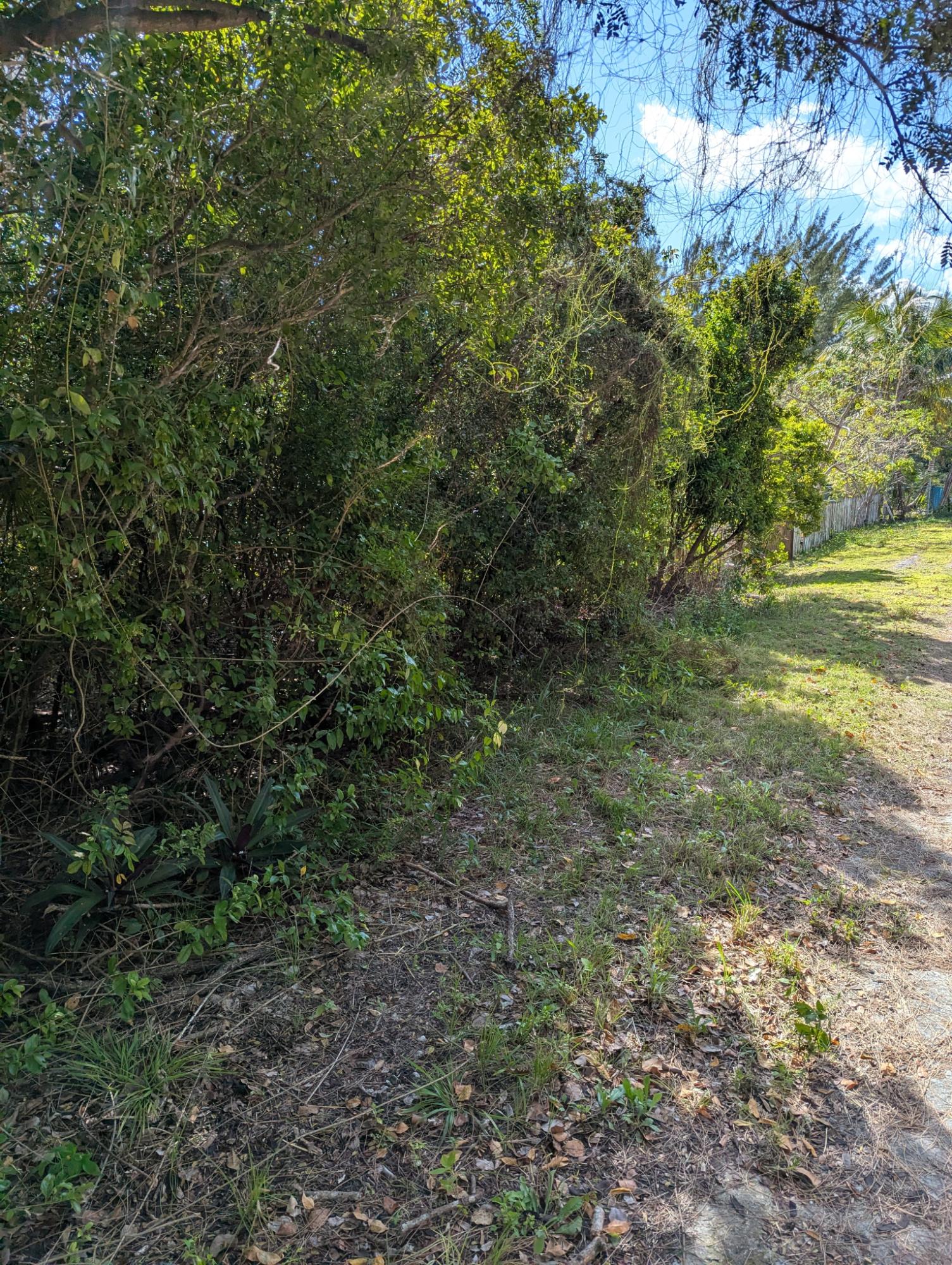 PONCIANA DRIVE BAHAMA PAL