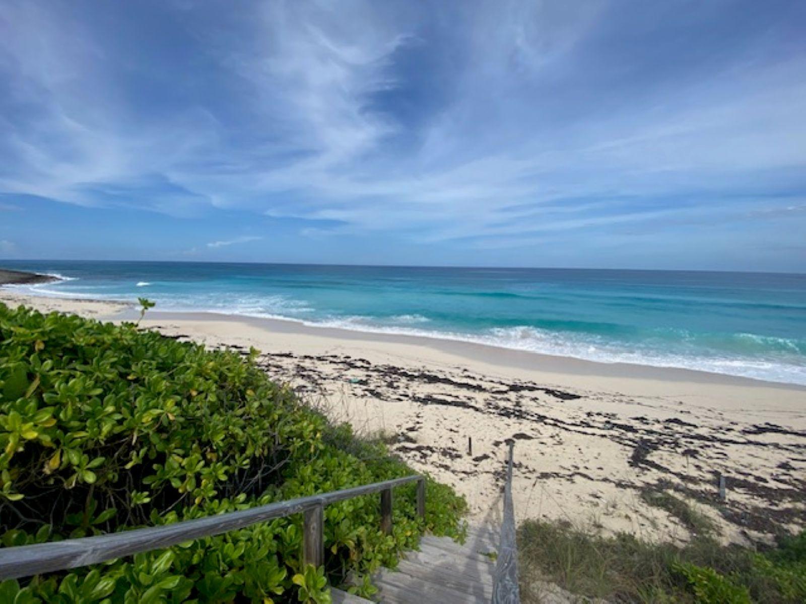 PURA VIDA HOUSE DOLPHIN