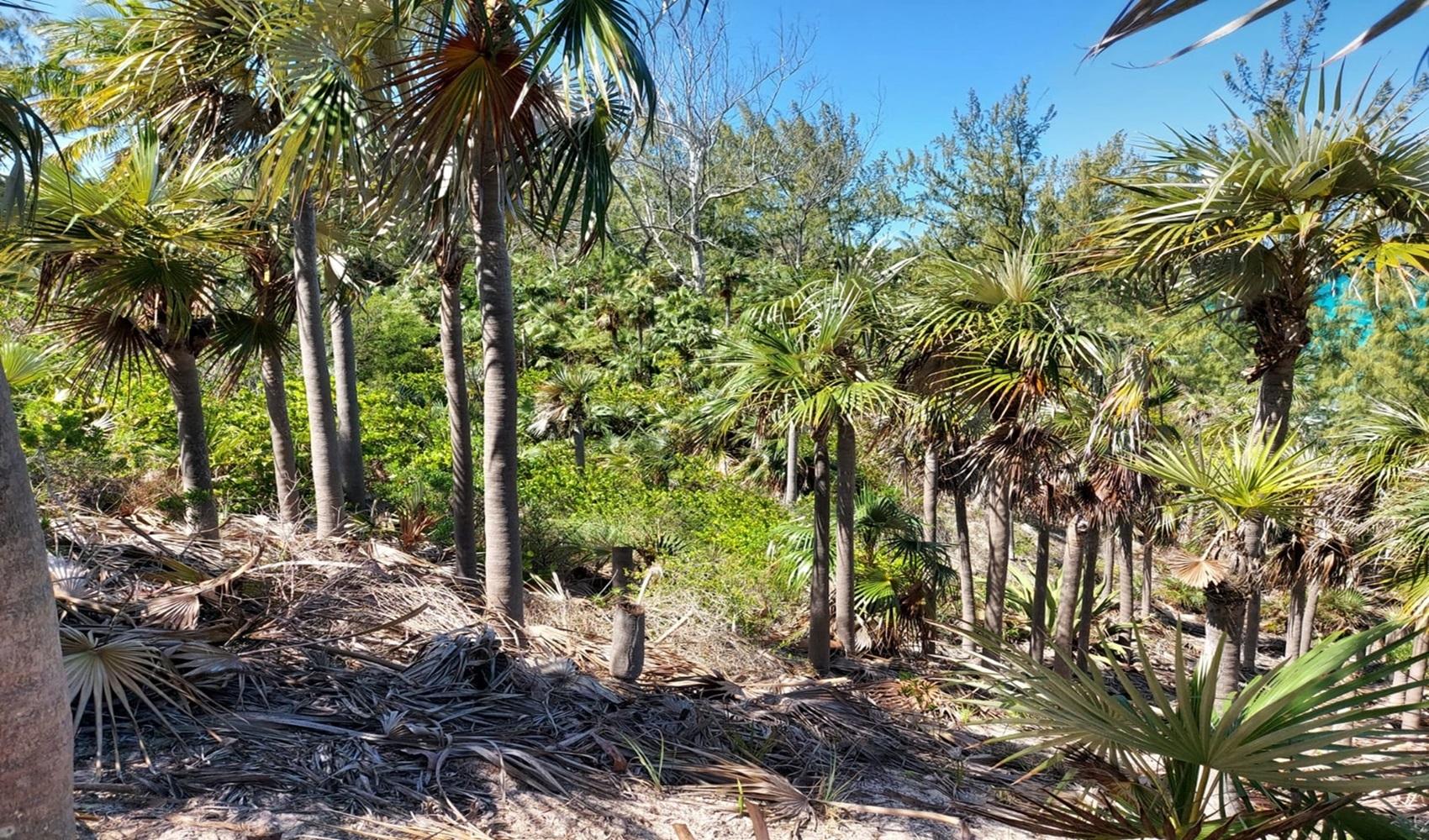 BANKS ROAD BEACHFRONT