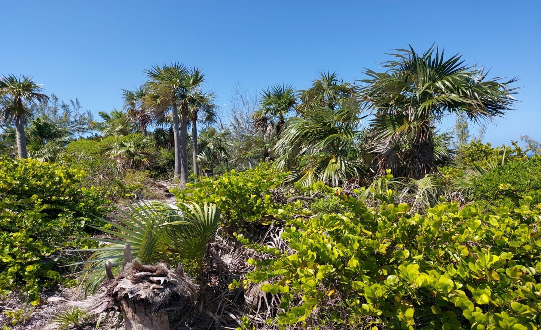 BANKS ROAD BEACHFRONT