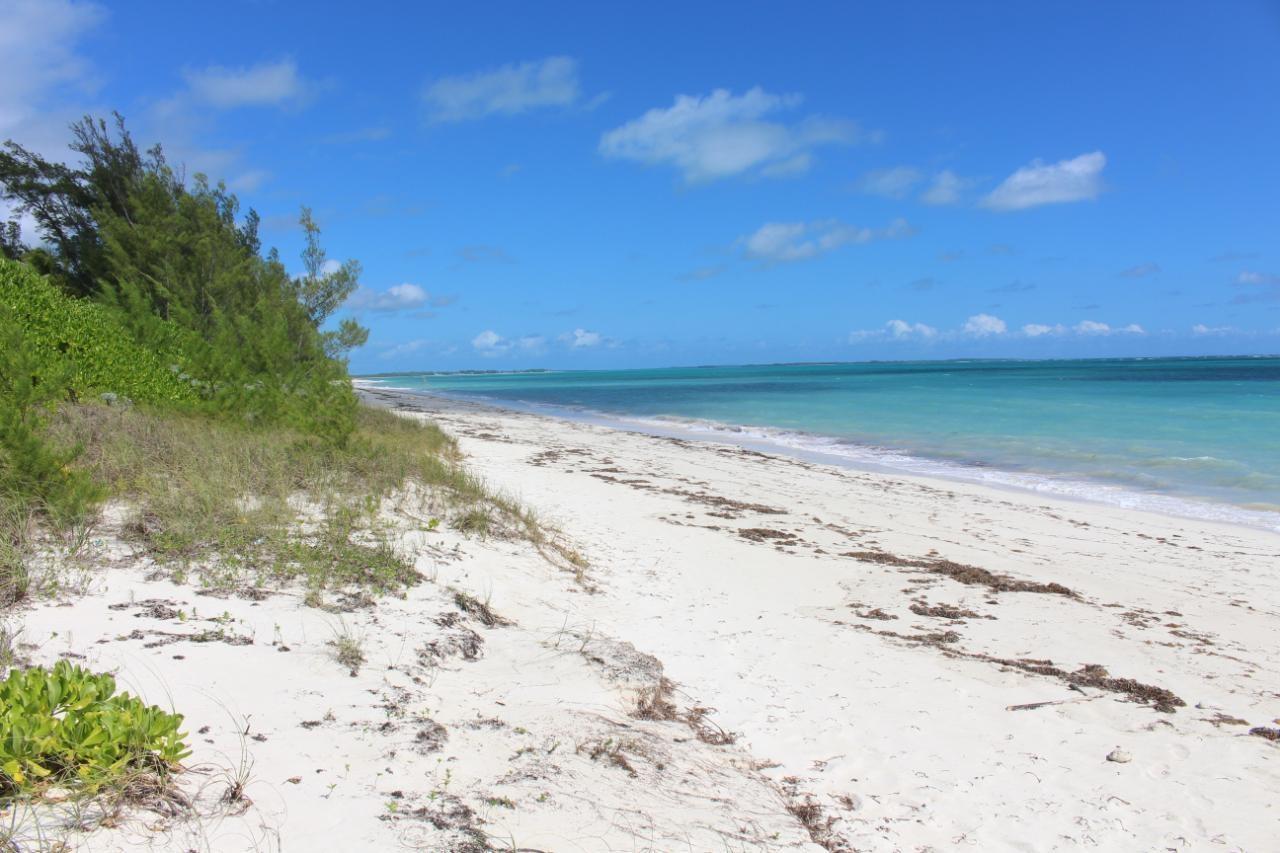 OCEAN DRIVE BAHAMA PALM