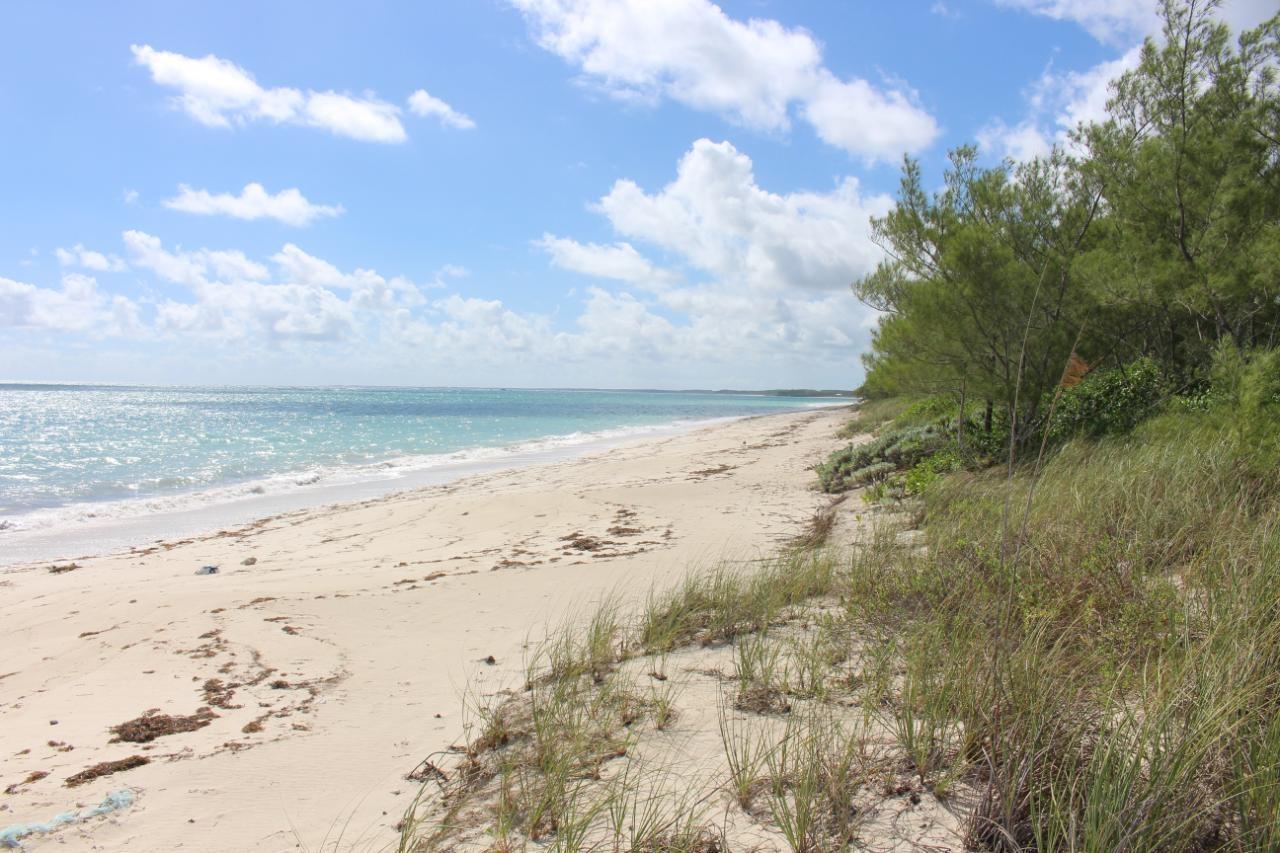 OCEAN DRIVE BAHAMA PALM