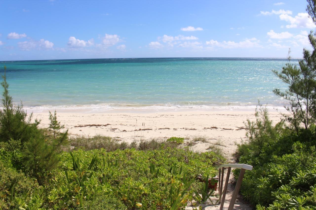 OCEAN DRIVE BAHAMA PALM