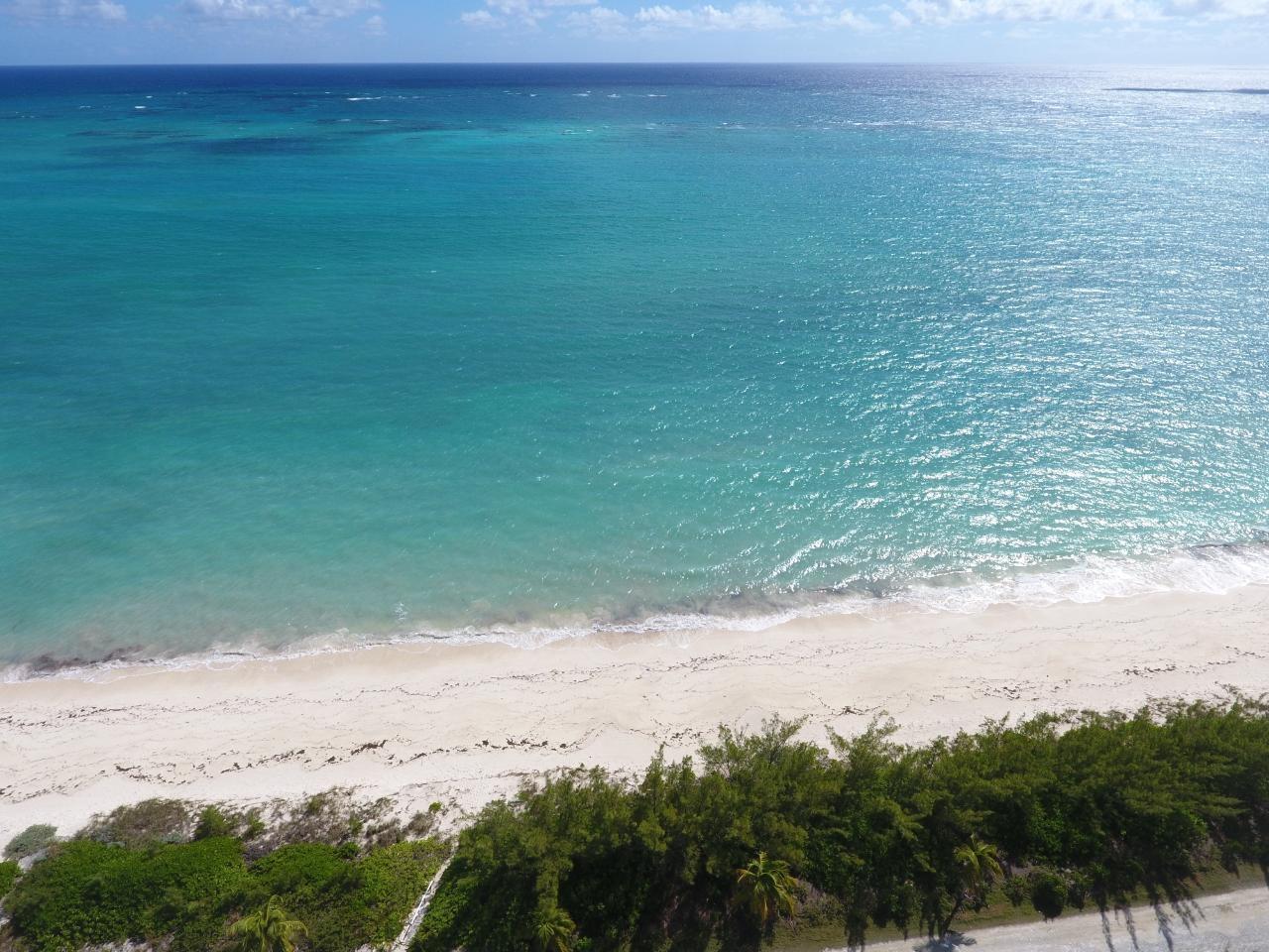 OCEAN DRIVE BAHAMA PALM