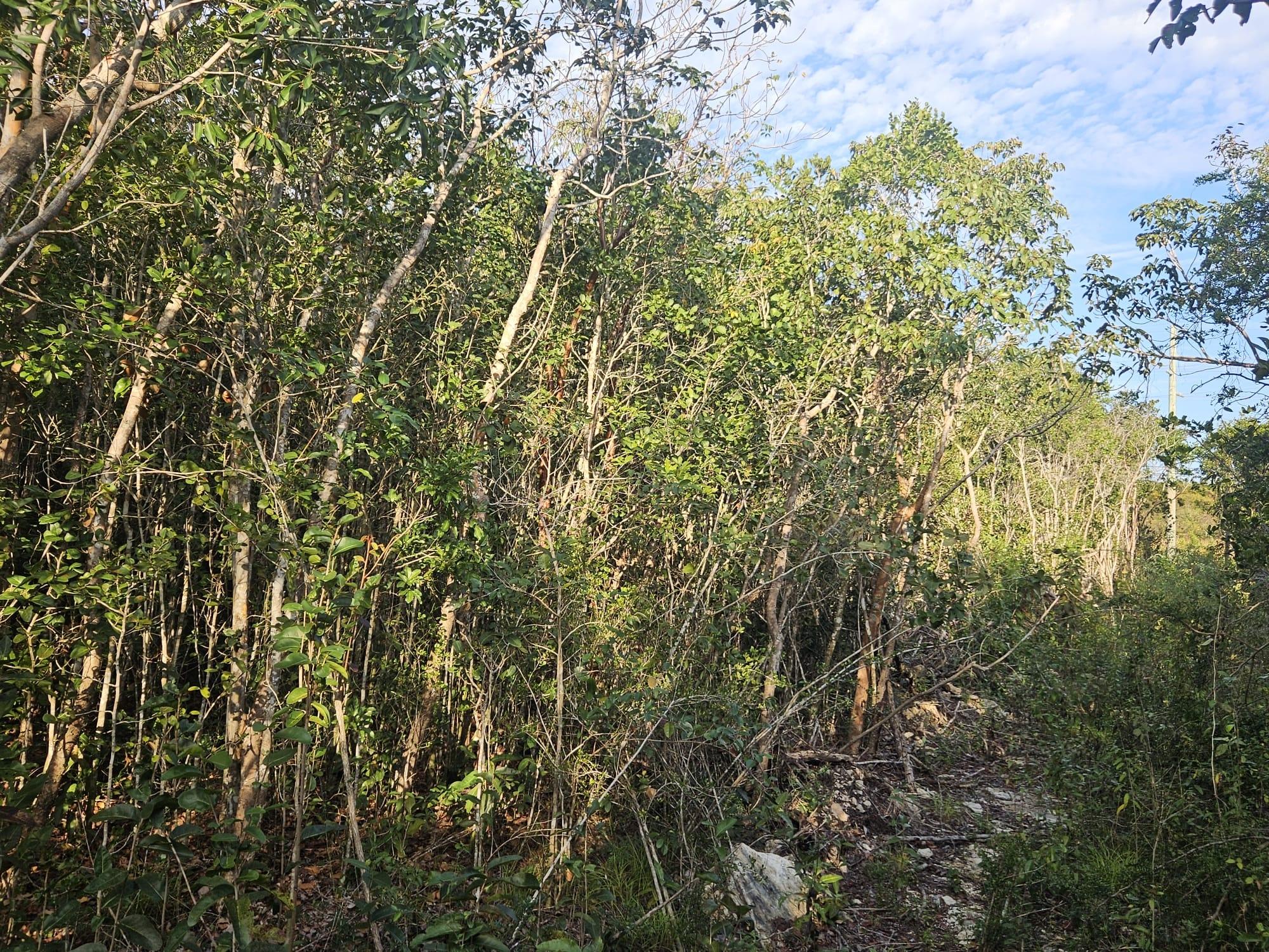 HILLSIDE PLACE   SOUTH OC