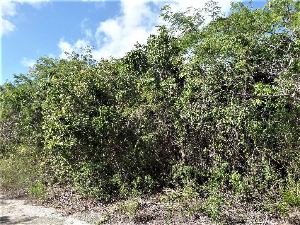 LOT# 20 STELLA MARIS