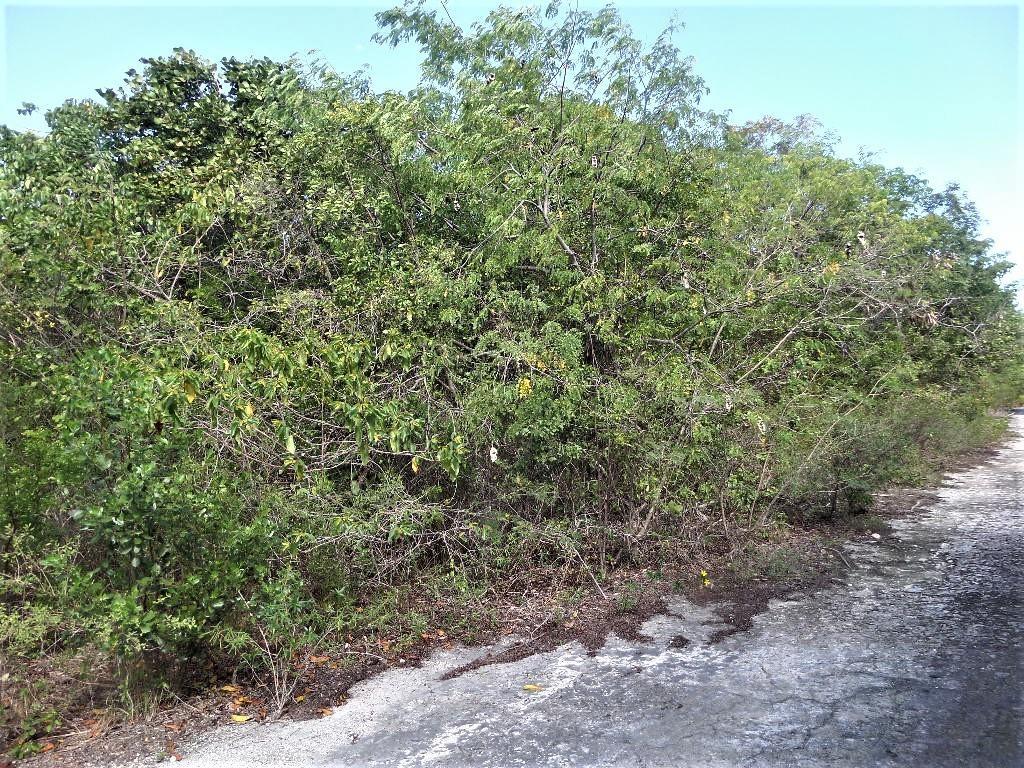 LOT# 20 STELLA MARIS