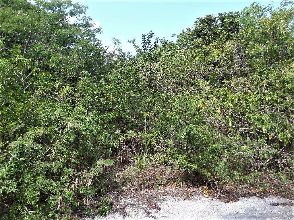 LOT# 20 STELLA MARIS