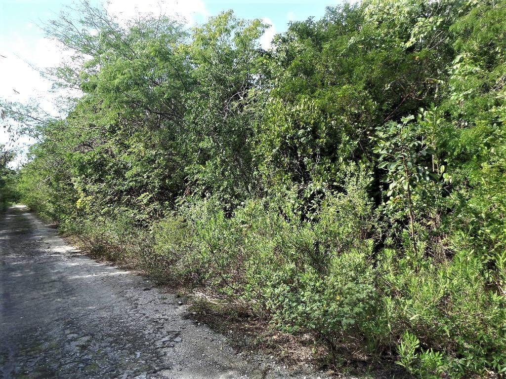 LOT# 20 STELLA MARIS