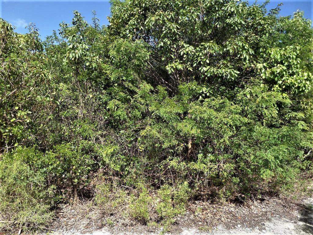 LOT# 20 STELLA MARIS