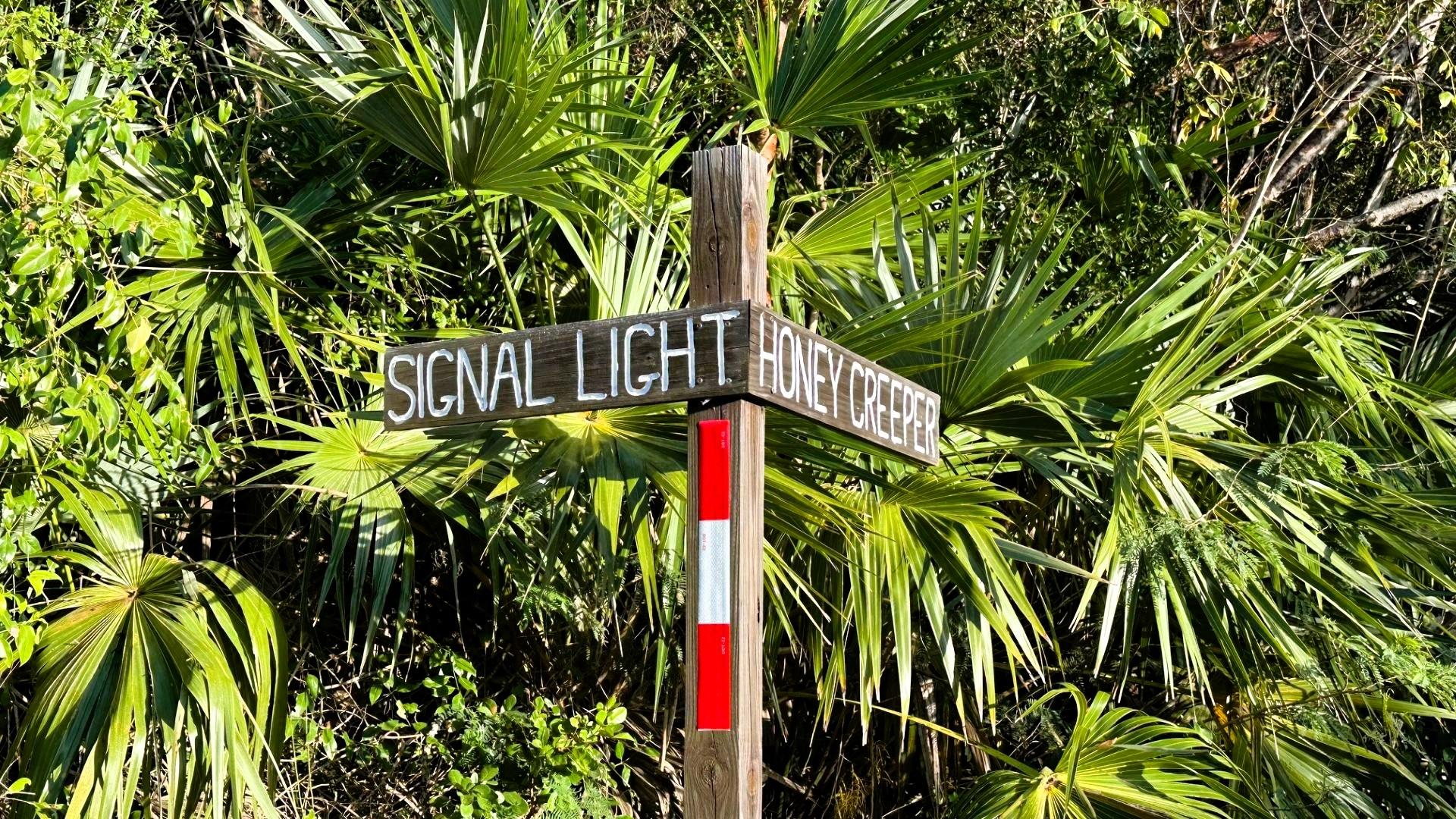 SIGNAL LIGHT ROAD