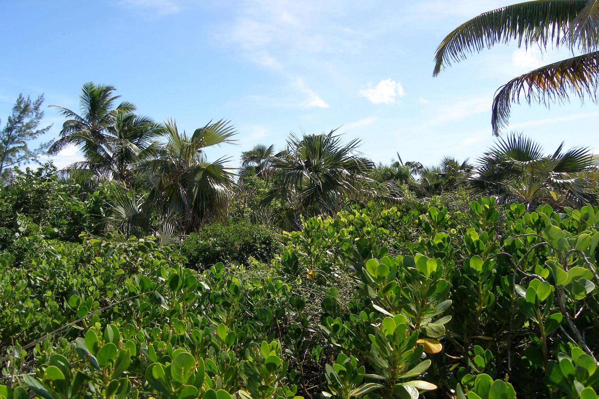 Banks RoadBeachfront