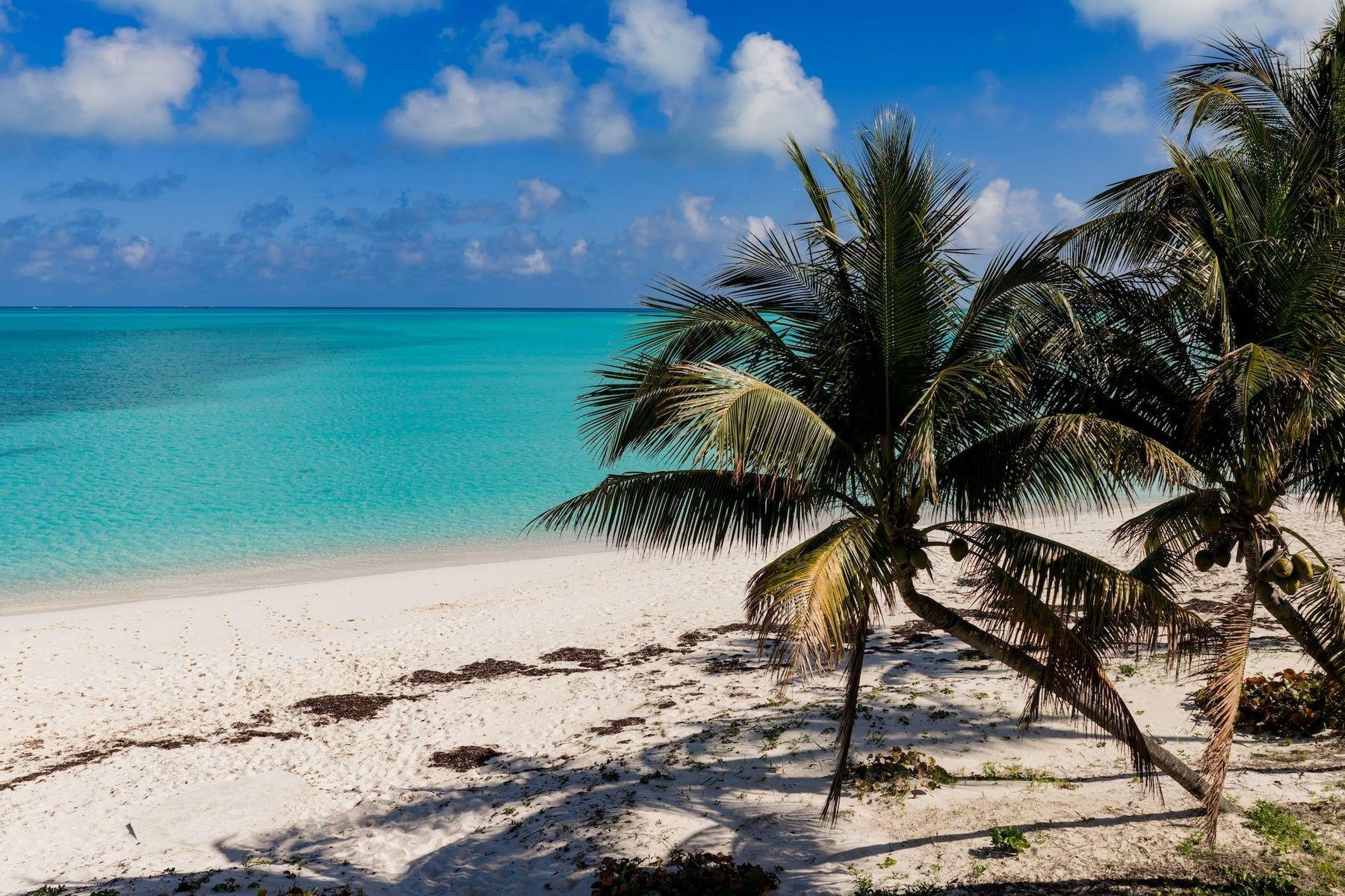 ROYAL POINCIANA 2611