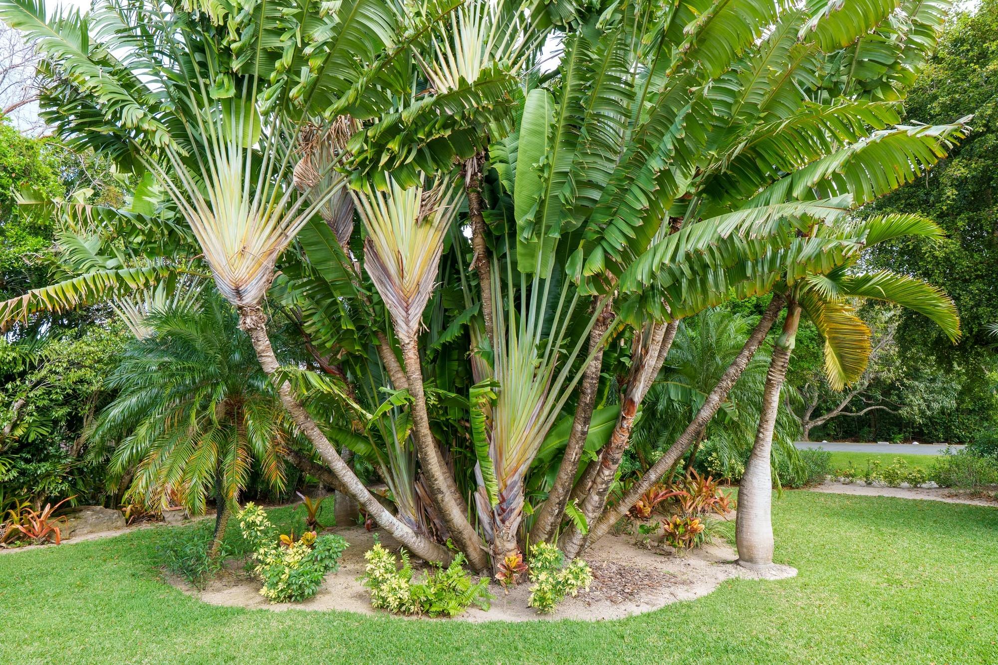 Bali Cinq