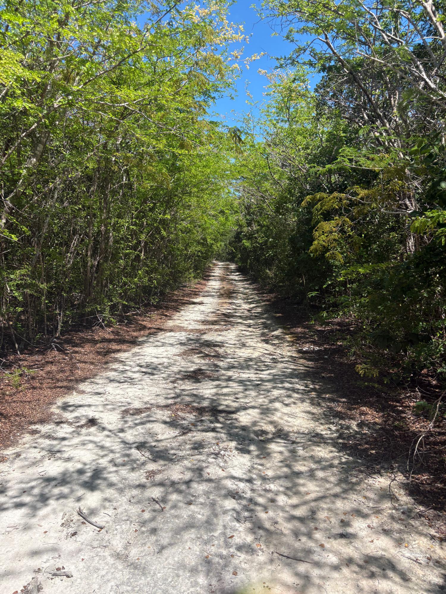 BAHAMA ISLAND BEACH