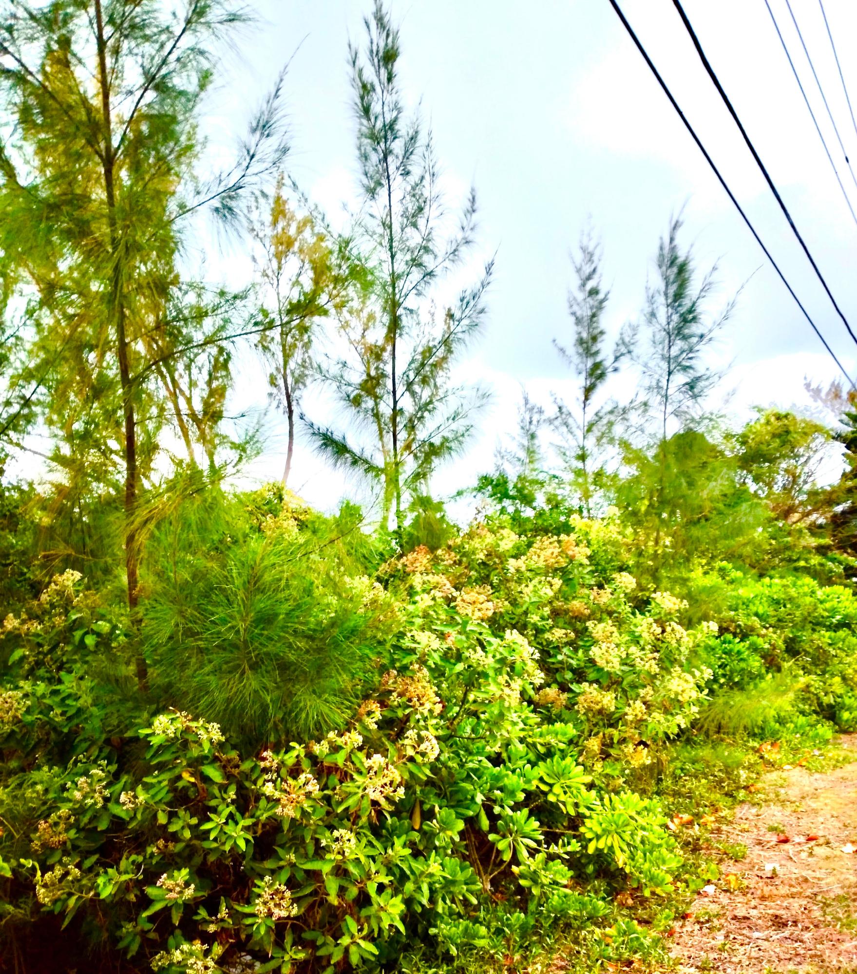 ANDROS 200 ACRES