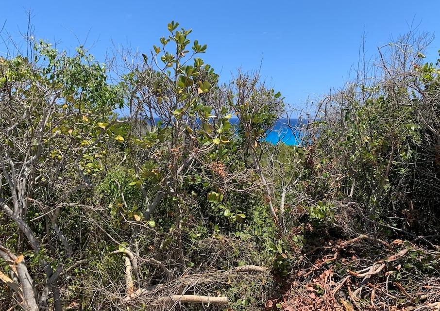OCEAN VIEW LOT