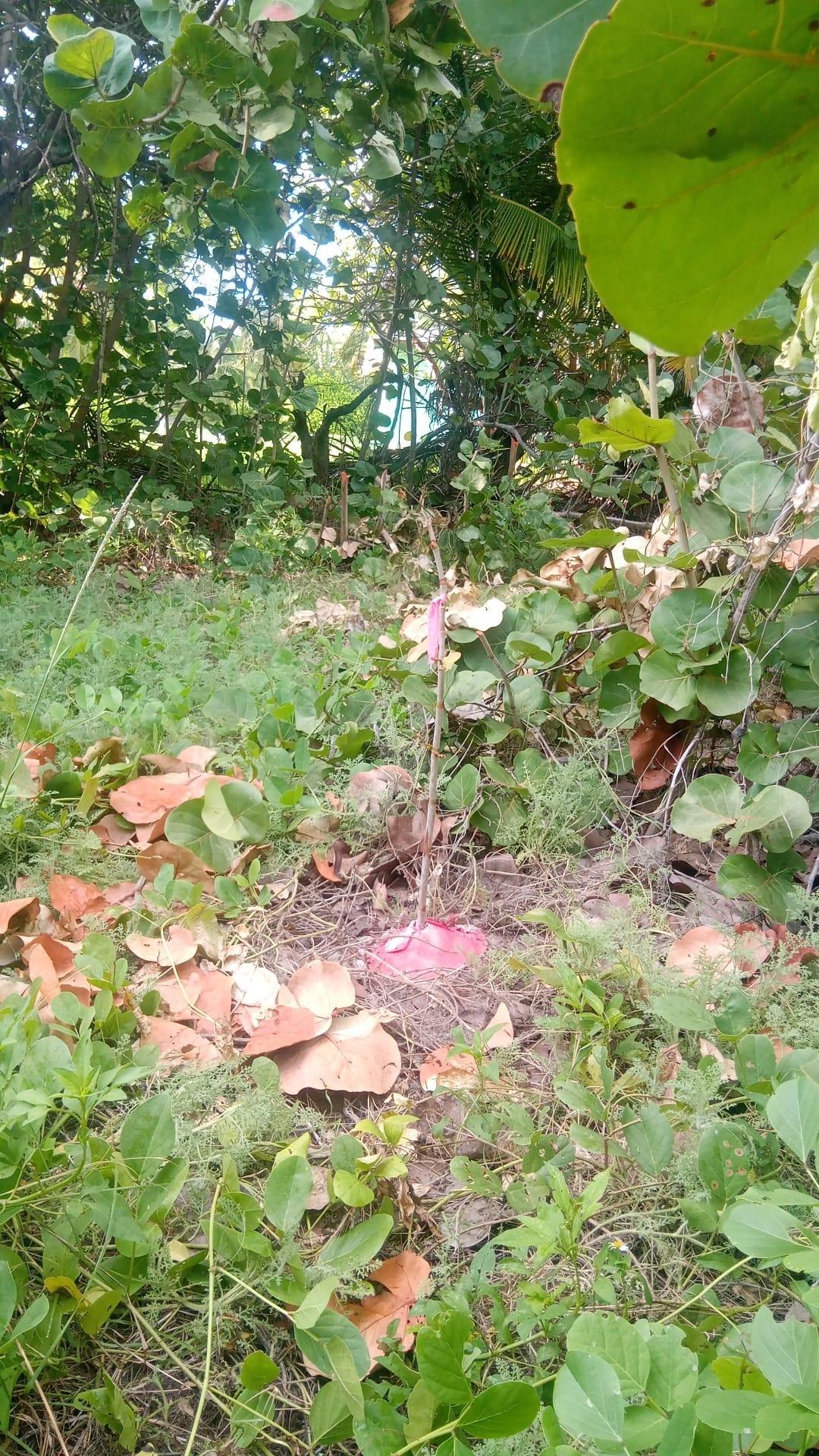 SMITHS HILL, SOUTH ANDROS