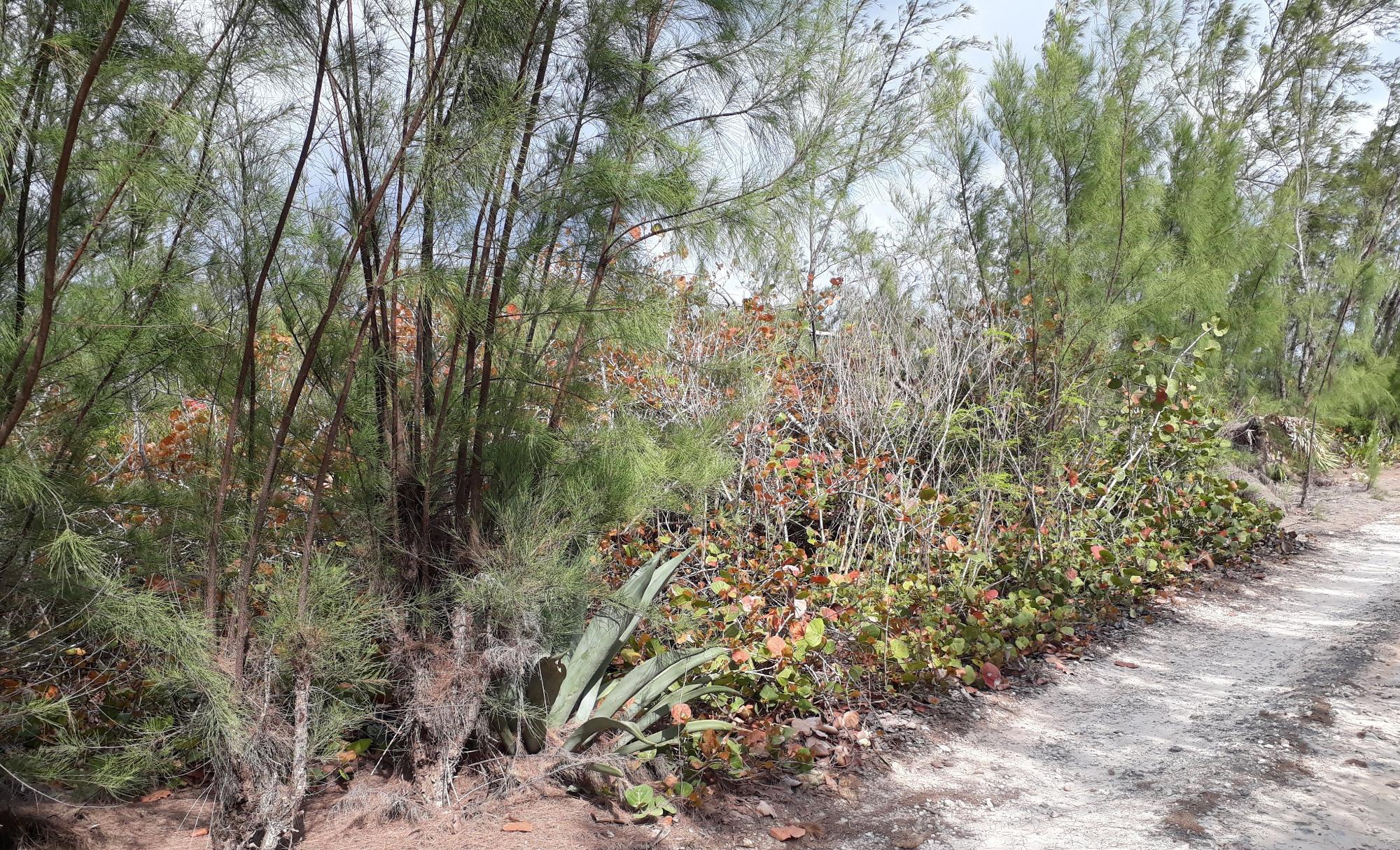 Waterfront Lot