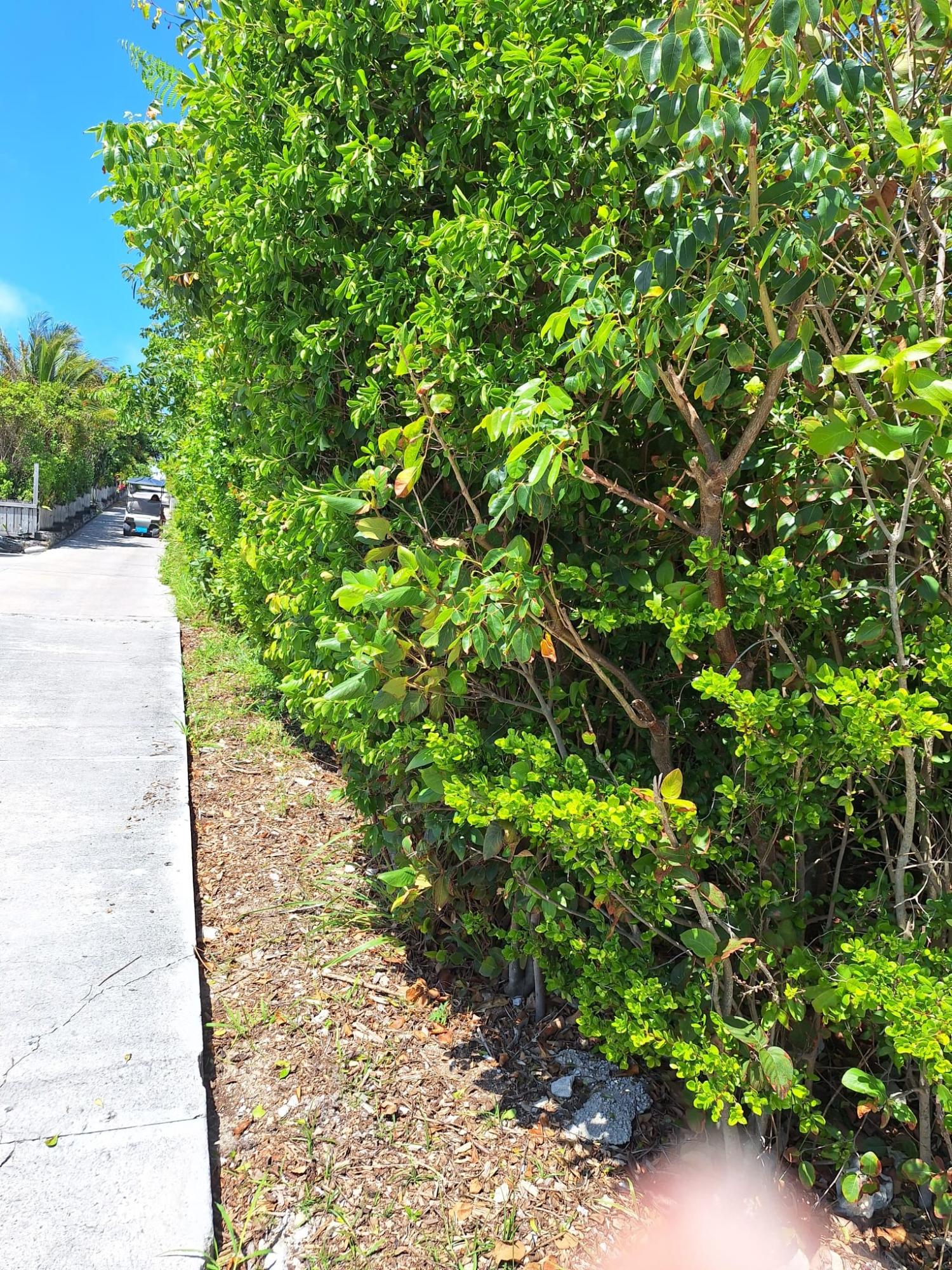 MAN O WAR CAY