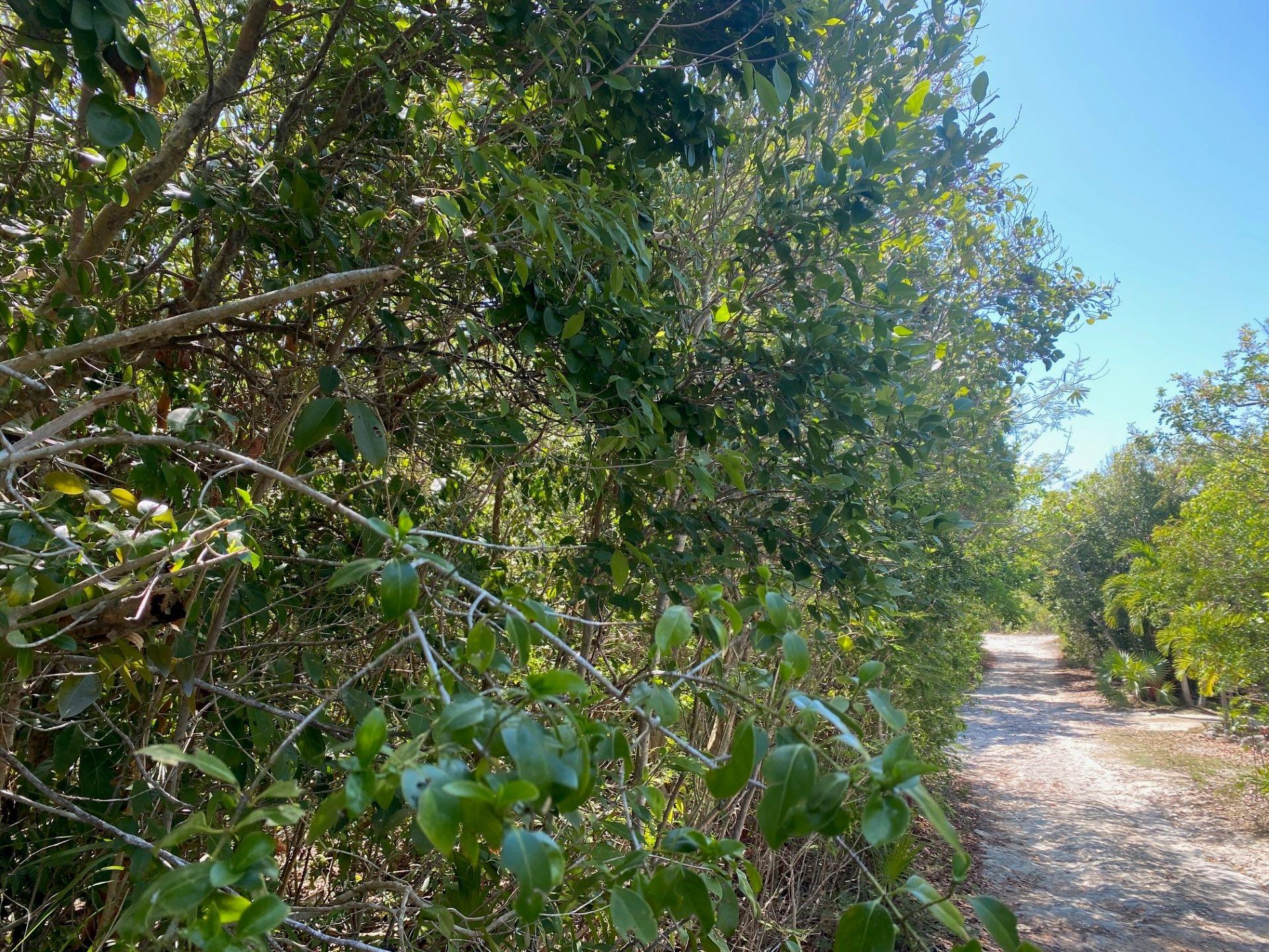 ELEUTHERA ISLAND SHORES