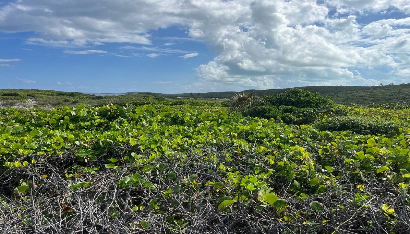 OCEANVIEW LOT 1B, MILLERS