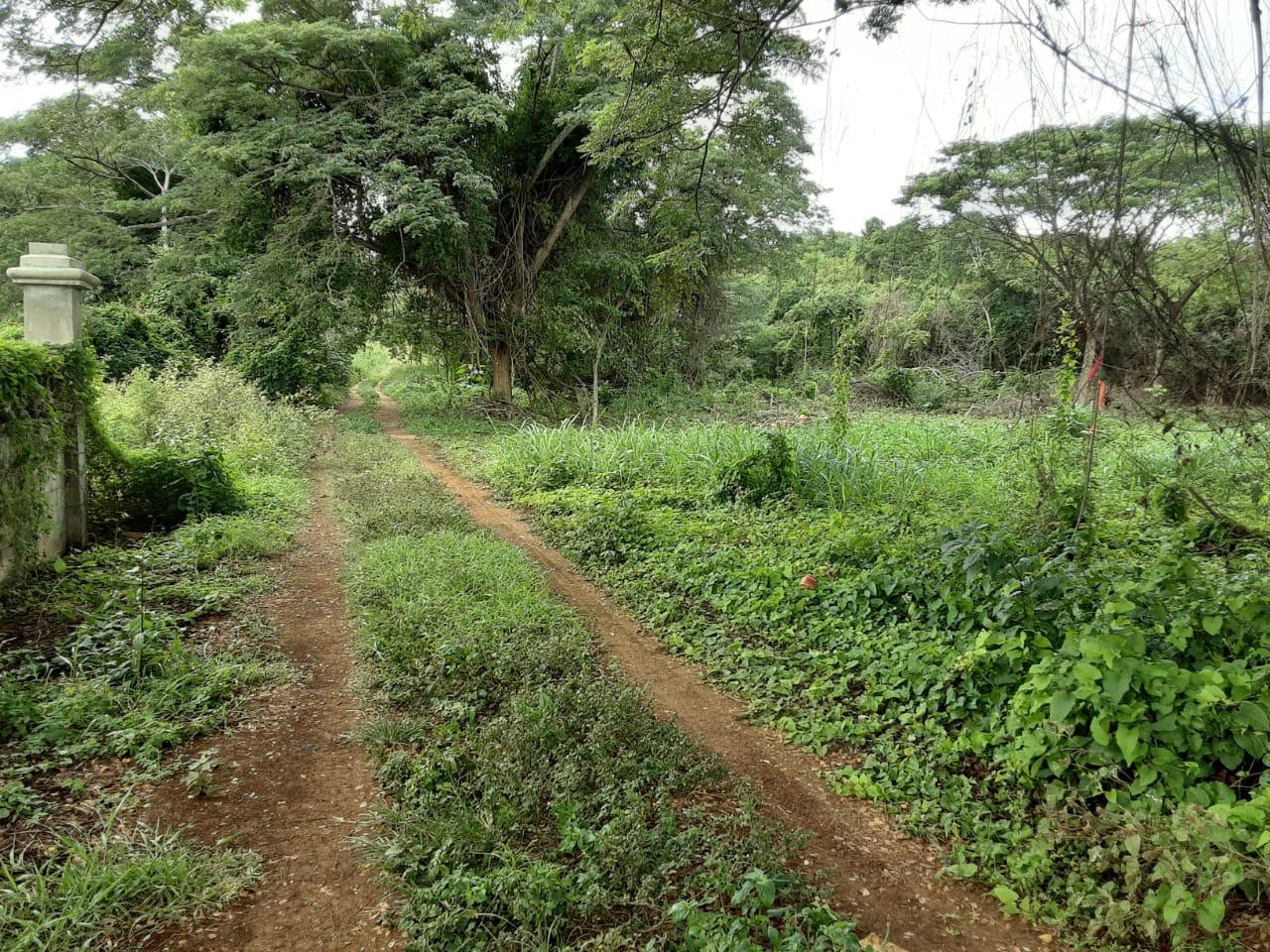 Homes for sale in Trelawny, Jamaica