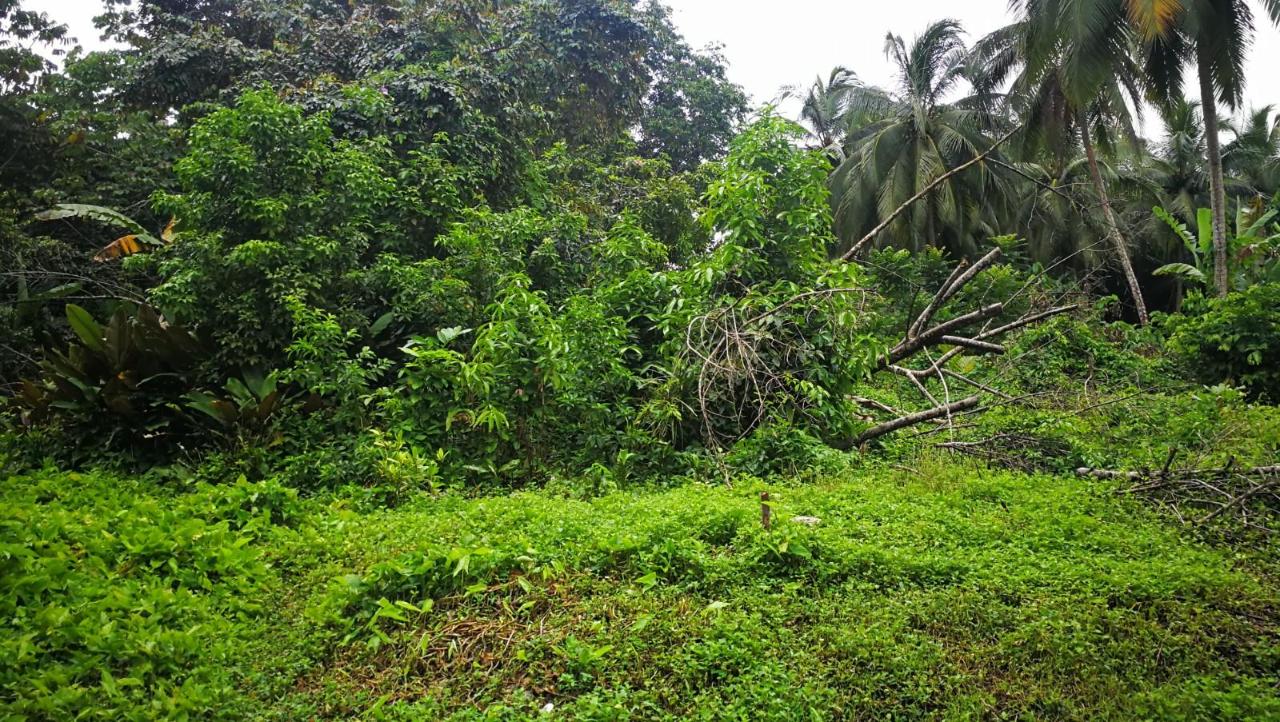 Homes for sale in St. Mary, Jamaica