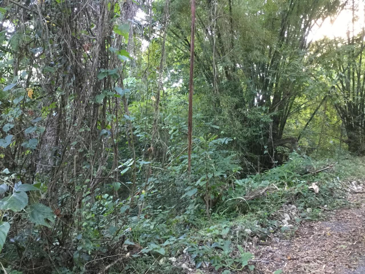 Homes for sale in St. Thomas, Jamaica