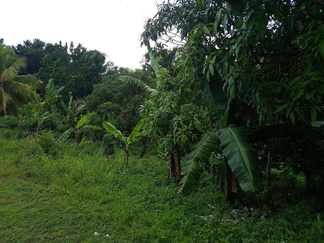 Homes for sale in Westmoreland, Jamaica