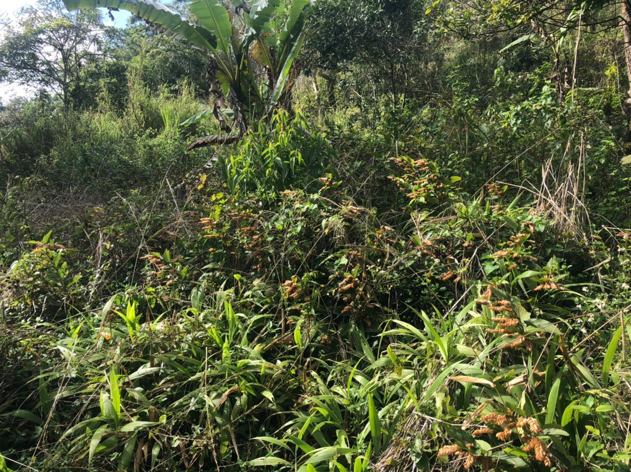 Homes for sale in Trelawny, Jamaica