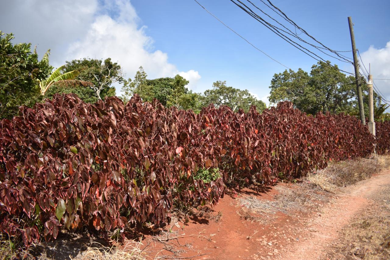 SPUR TREE, Spur Tree, Manchester – Demim Realty | Real estate in ...