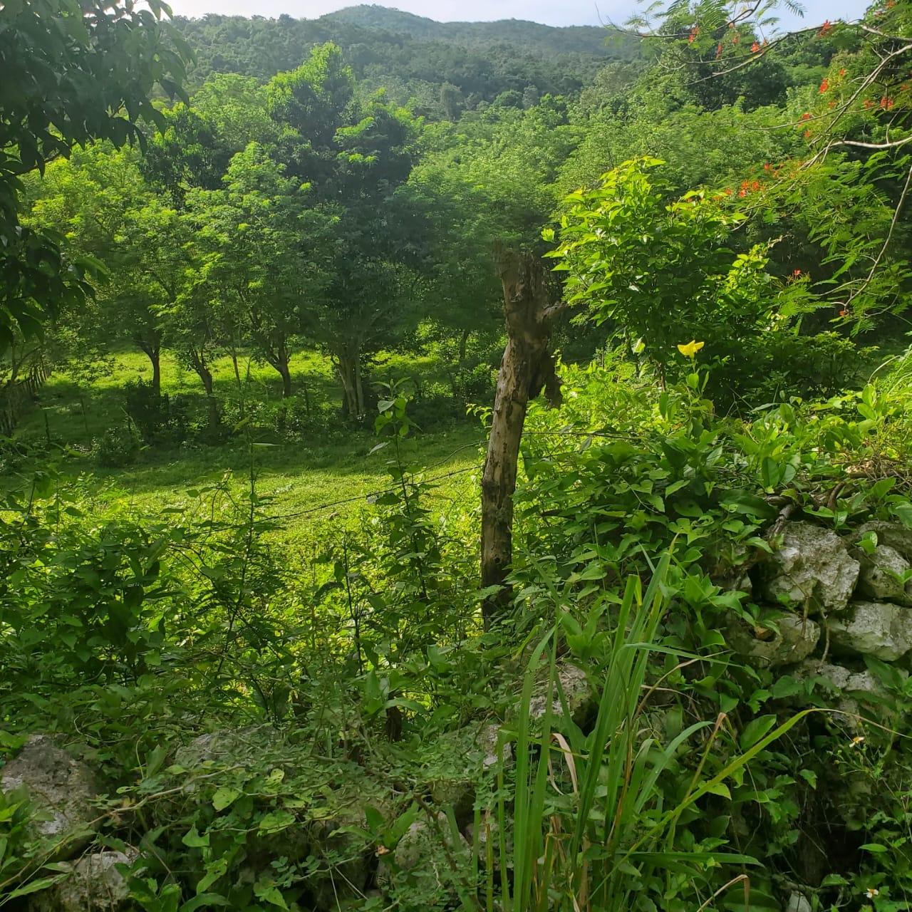 Property Image 54