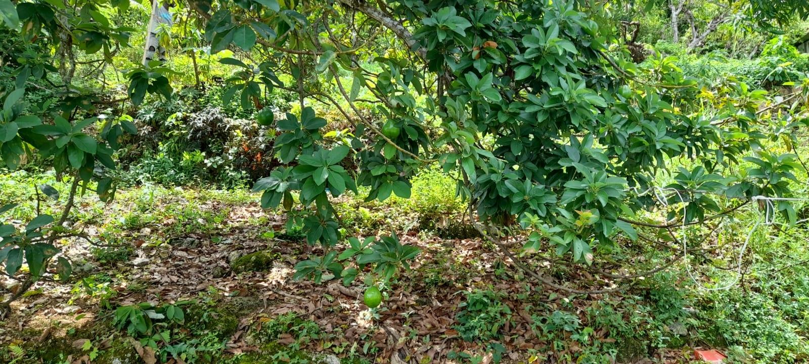 Property Image 64