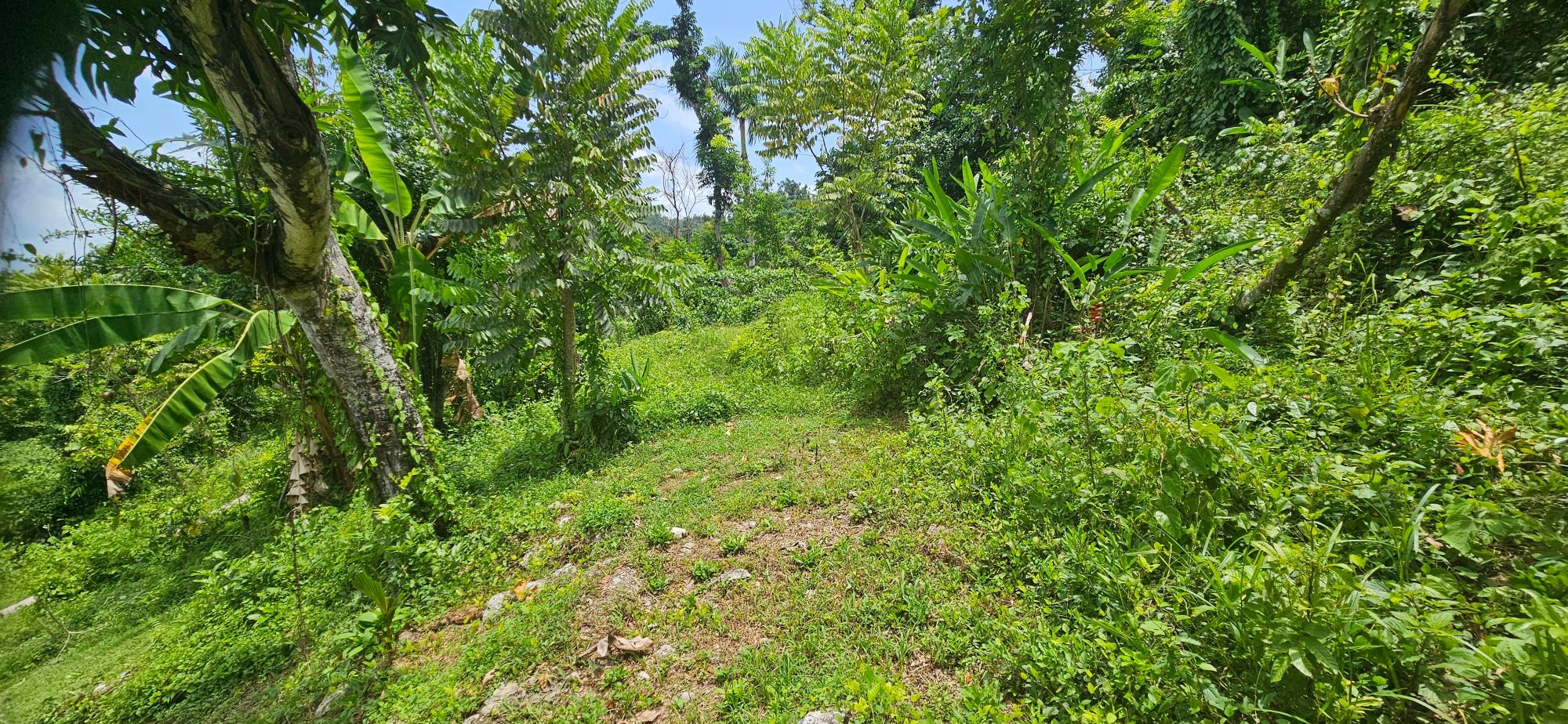 Property Image 60
