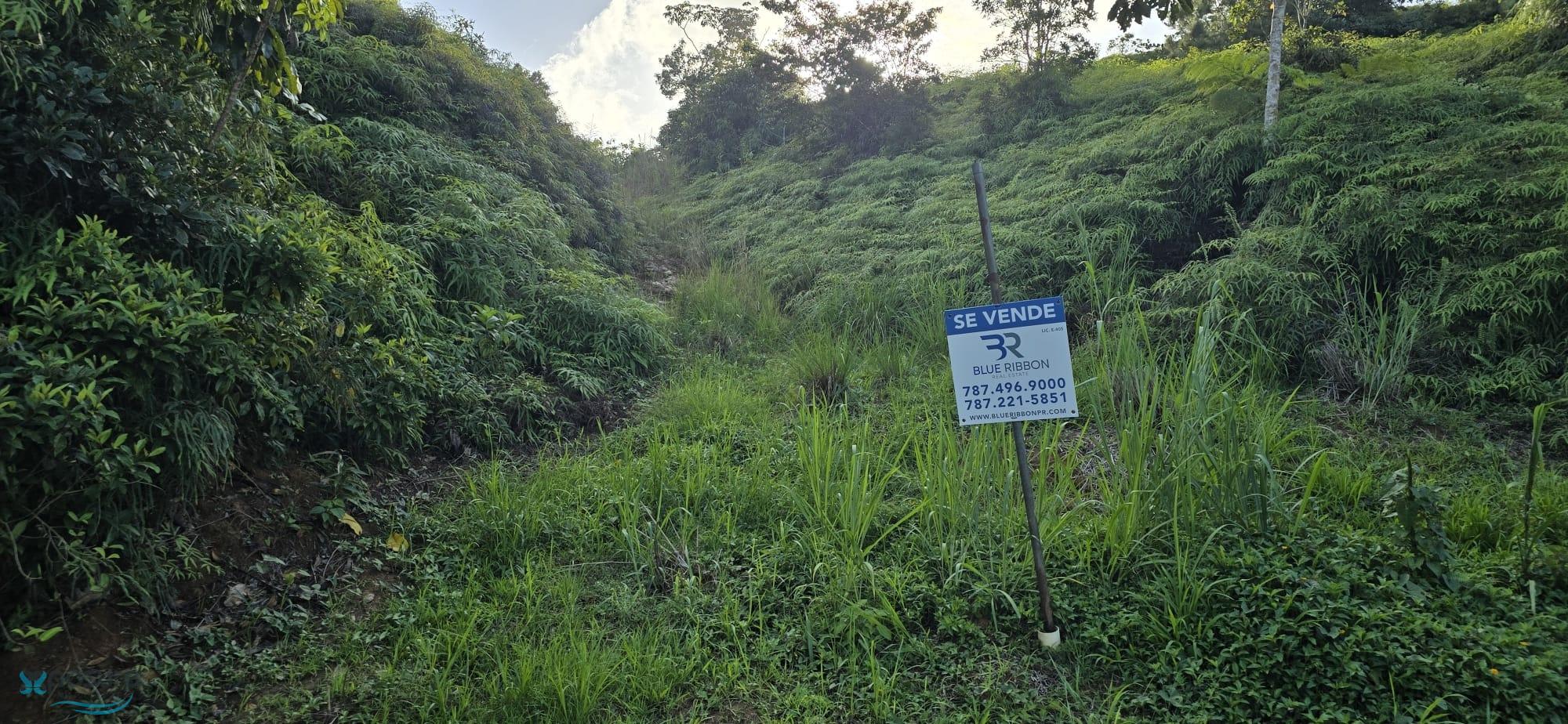 Terreno en Venta - Aguas Buenas