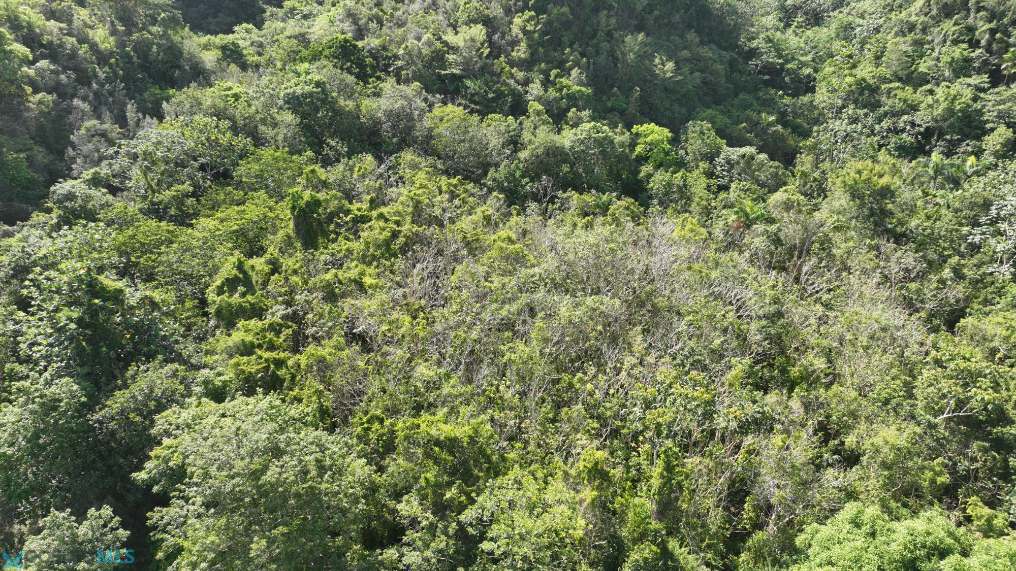 Terreno en Venta - Arecibo
