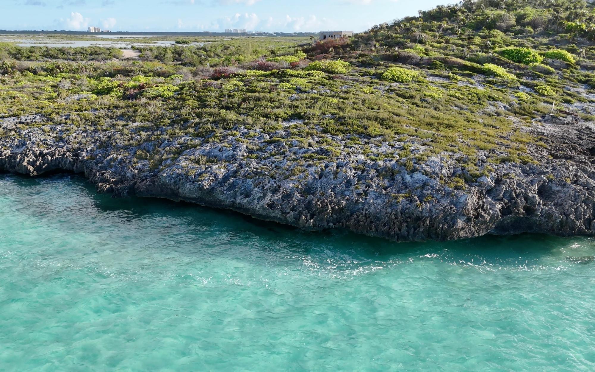 SURROUNDED BY WATER: HAWKSBILL
