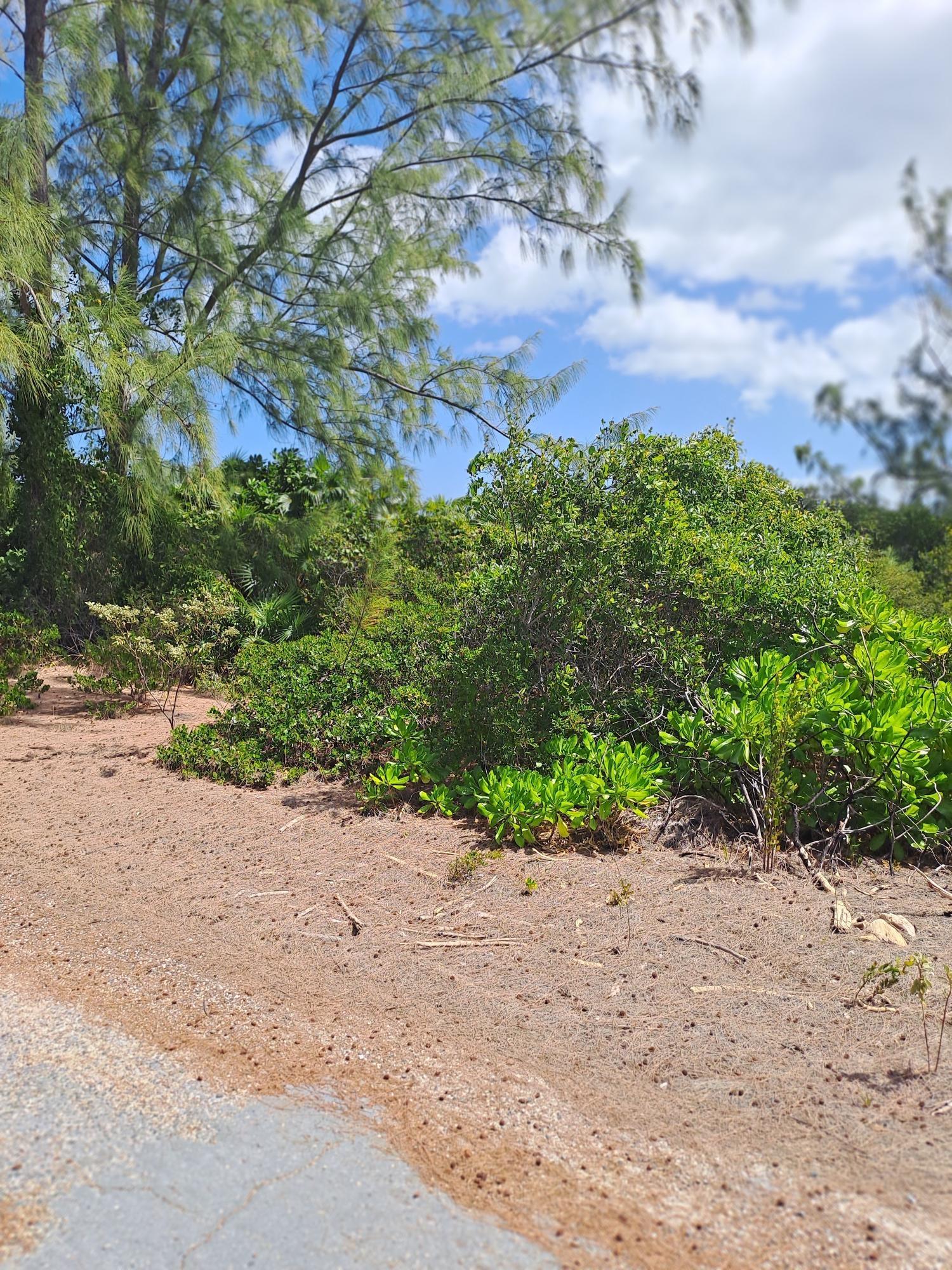 PUMPKIN BLUFF — photo 4