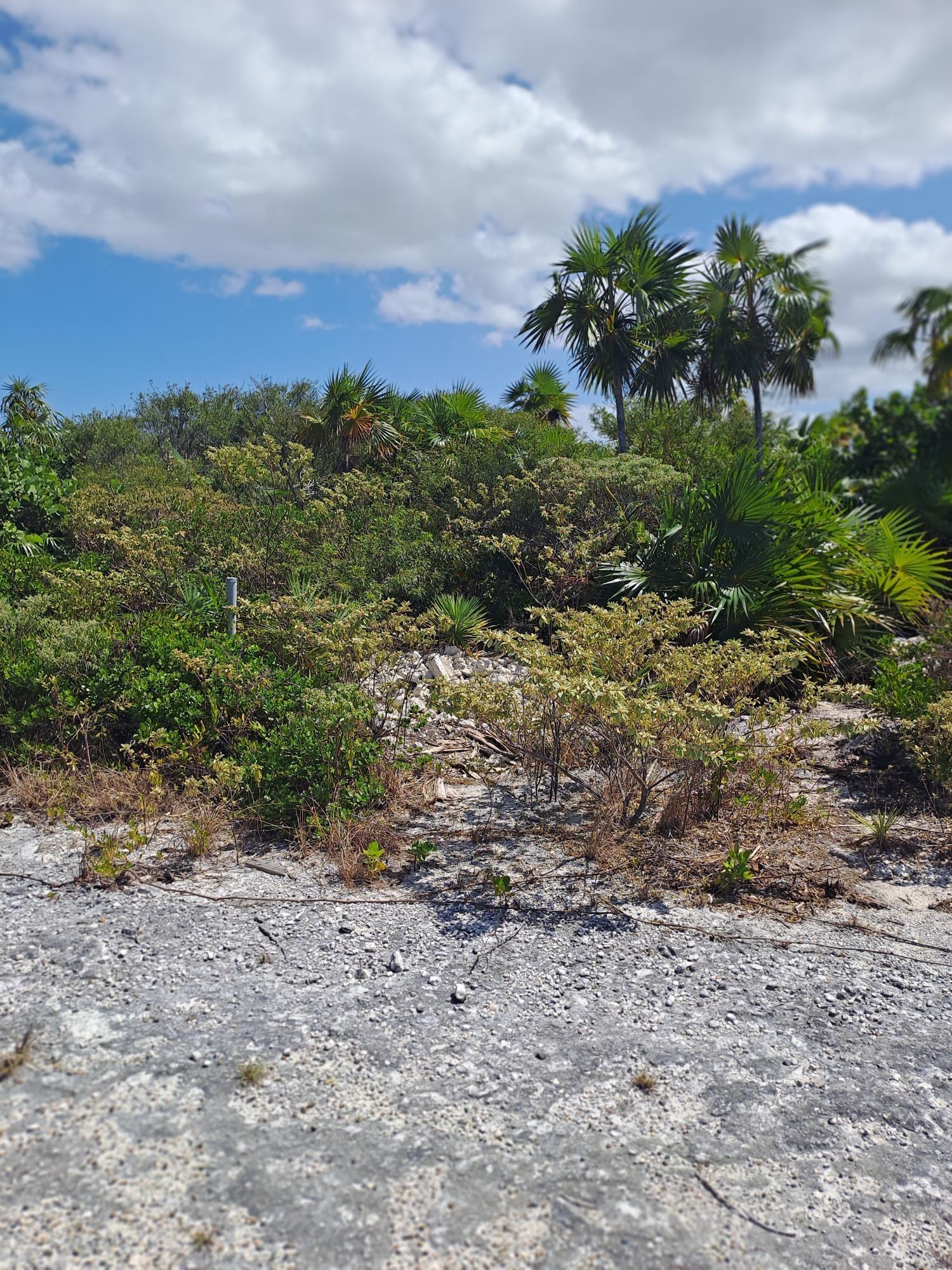 PUMPKIN BLUFF — photo 5
