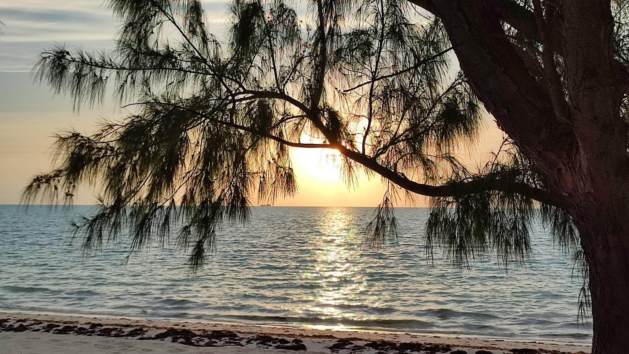 THREE ON FLAME TREE (#2)